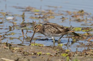Бекас (Gallinago gallinago)              